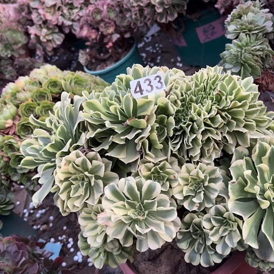 秋***道多肉植物一个绿豆沙