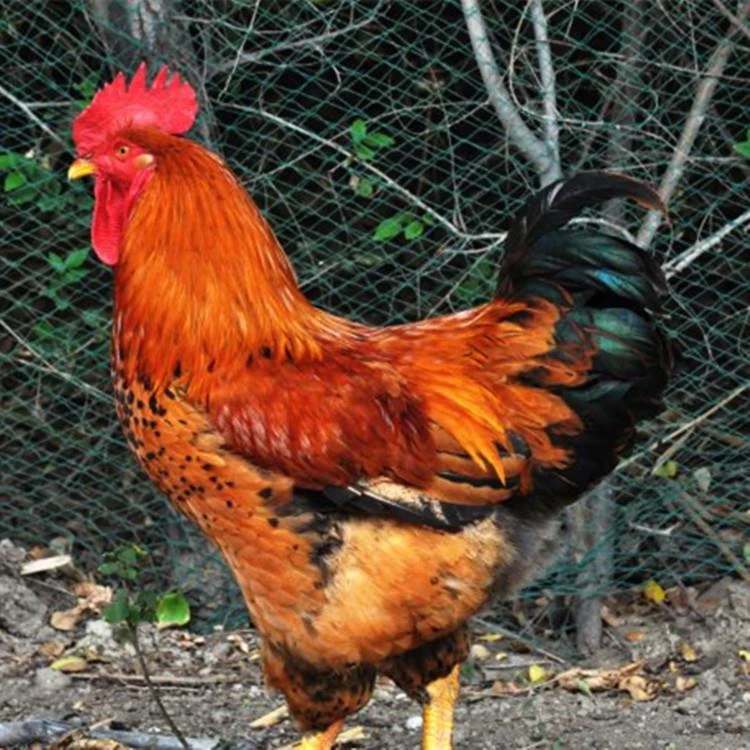 大种九斤红鸡长尾鸡公母可选两斤左右发出4只装宠物鸡包邮到家
