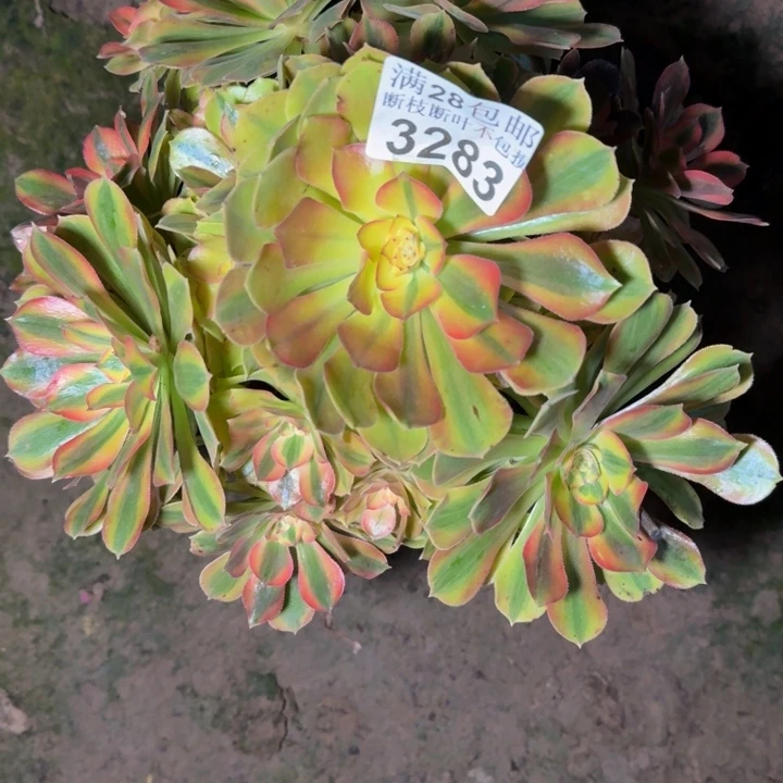 3283红秀多肉植物