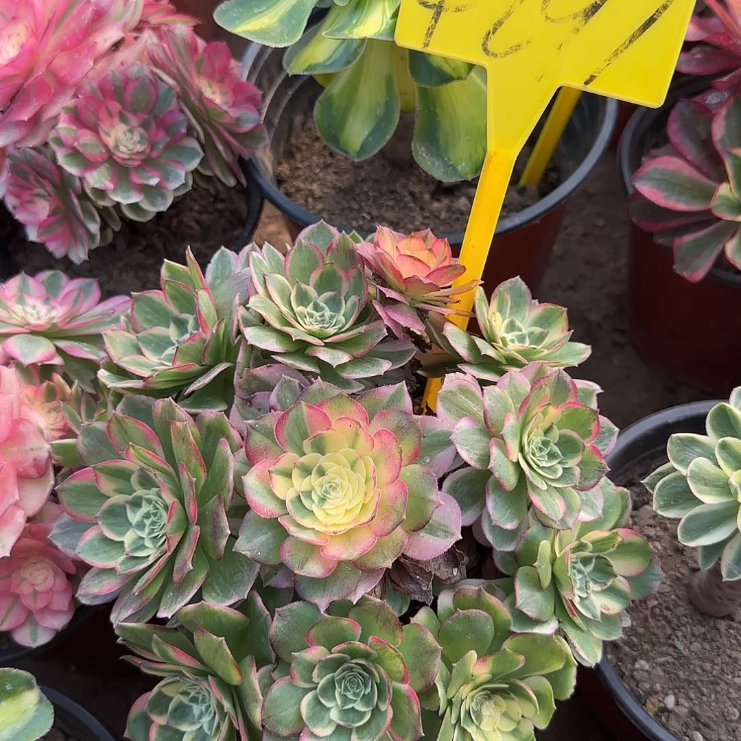 4297--海王多肉植物