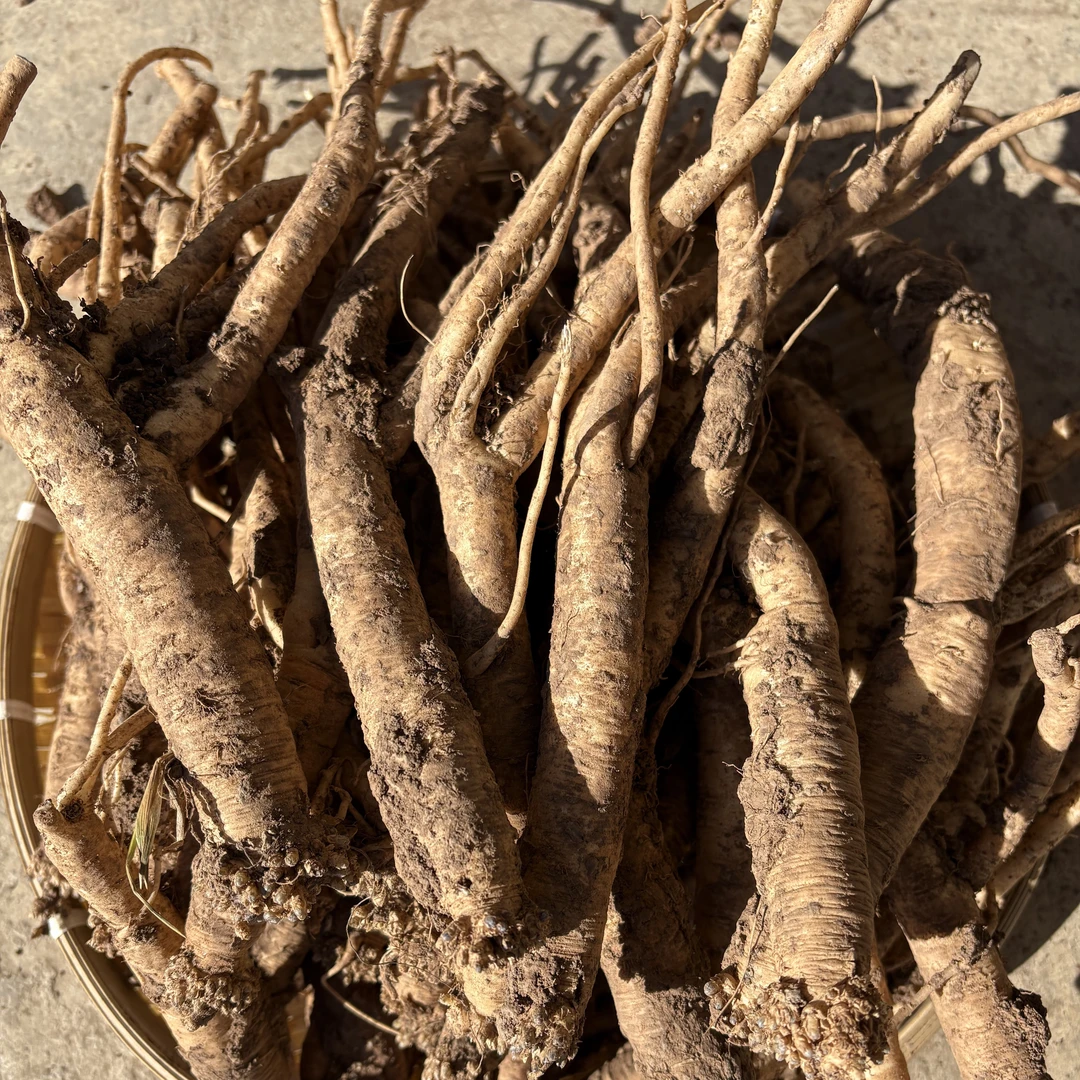 甘肃岷县新鲜党参小条