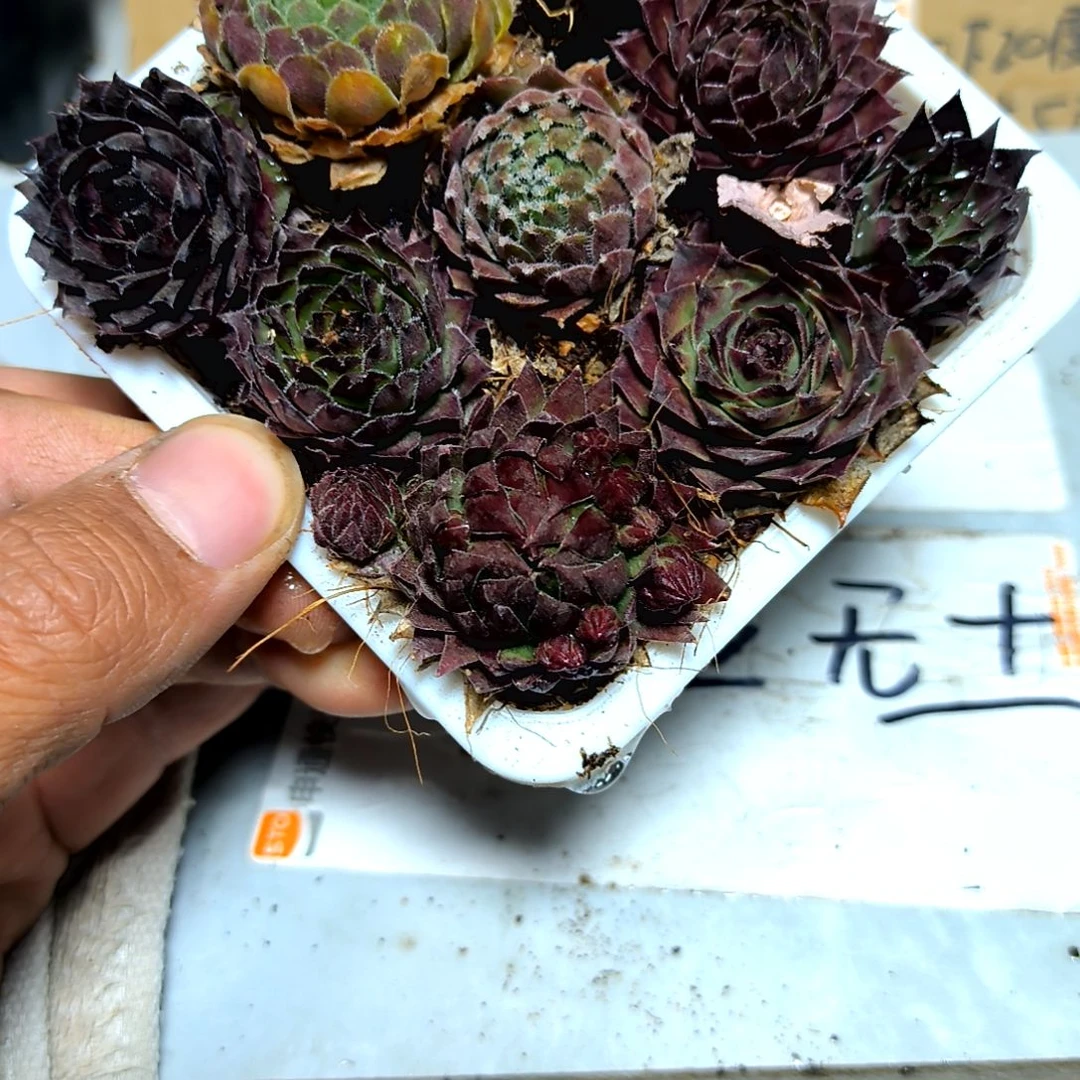 满6元包邮，九颗不同长生草➕大方盆