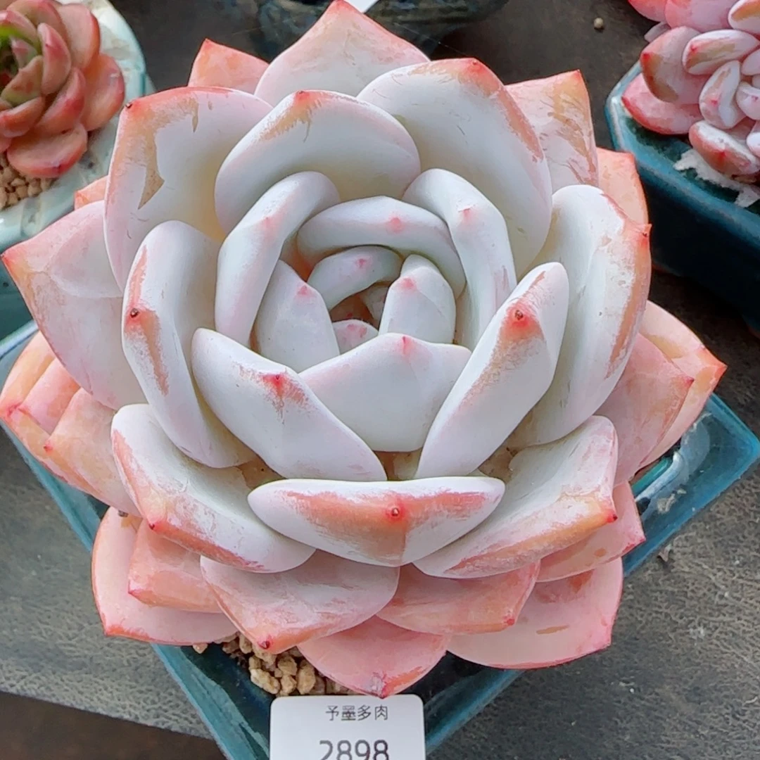 嫦娥，2898多肉植物