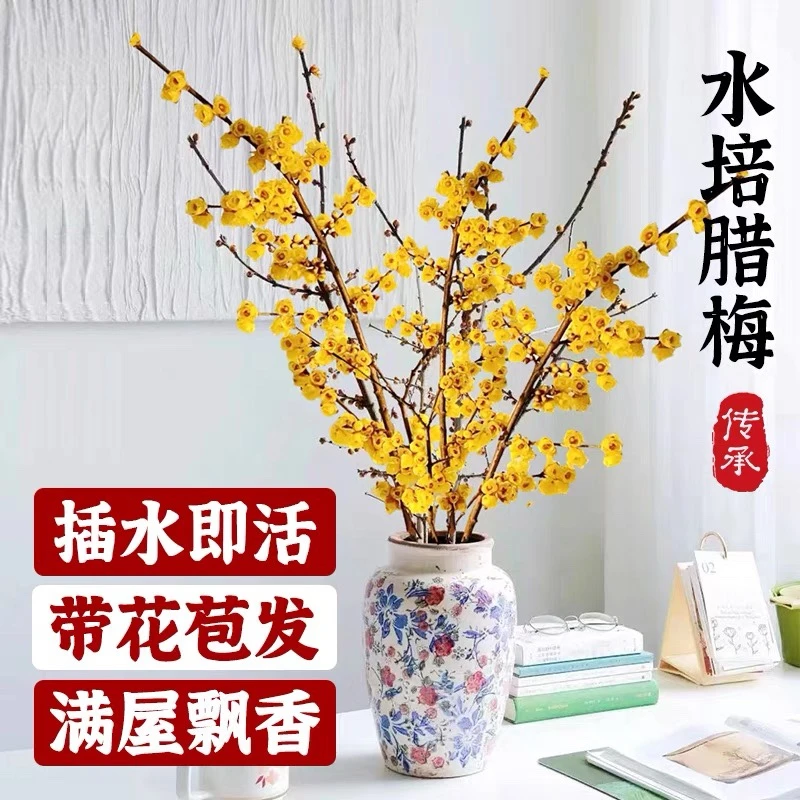 超长花期遇水开花蜡梅鲜切花爆花神器耐寒耐冻