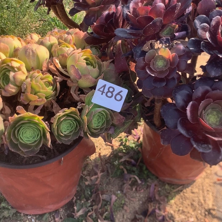 晨**光486两个多肉植物