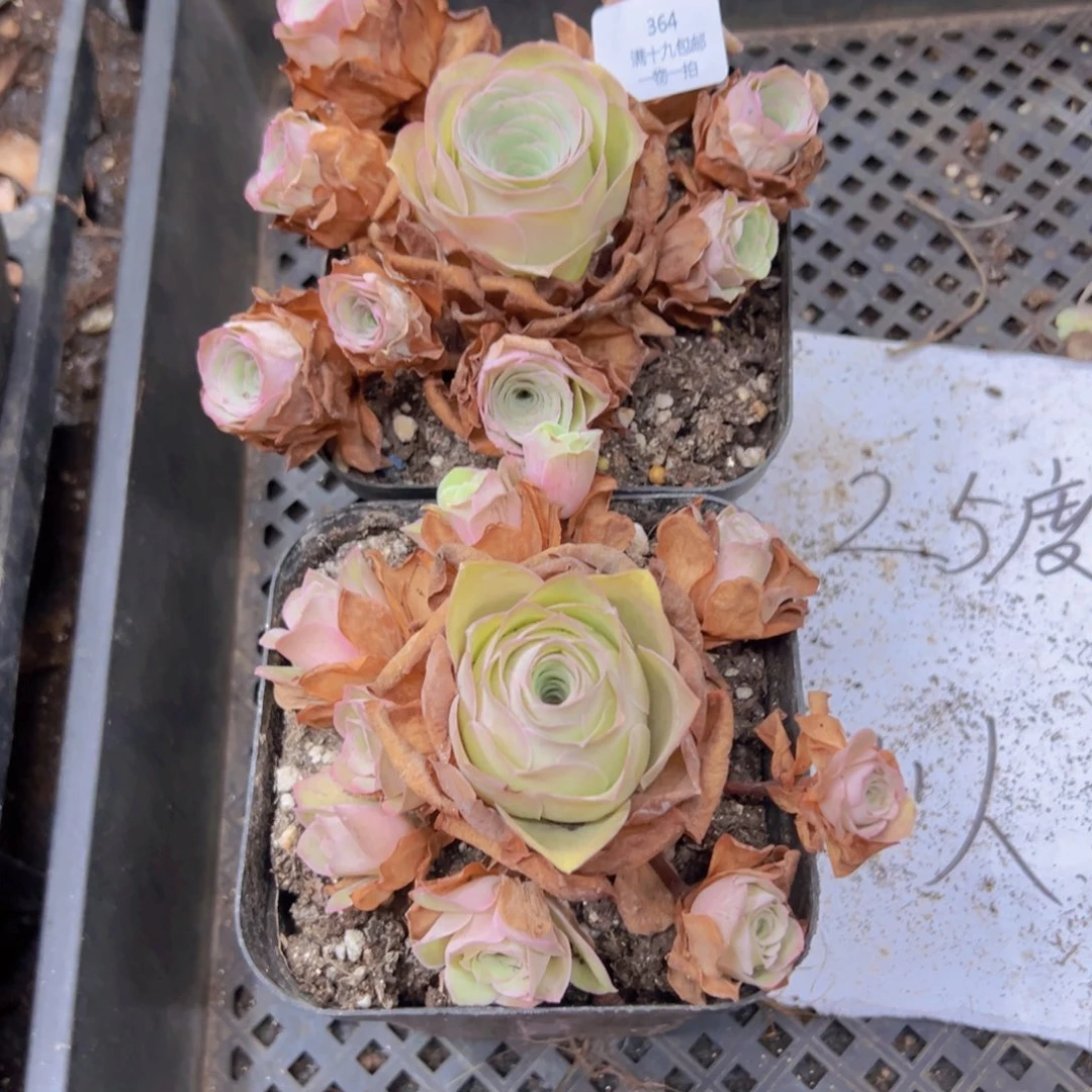 364 侧牙掉了不包损无售后