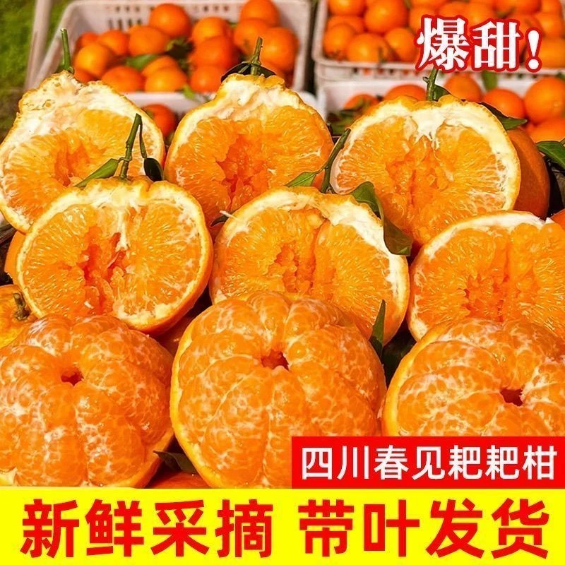 四川春见耙耙柑新鲜应季水果甘甜爆汁皮薄肉厚产地直发