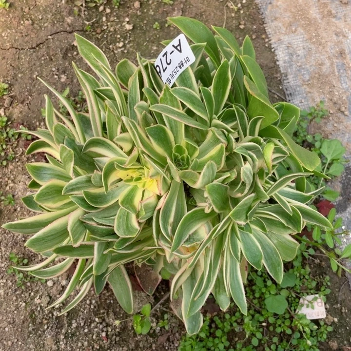 276青莲多肉1234578