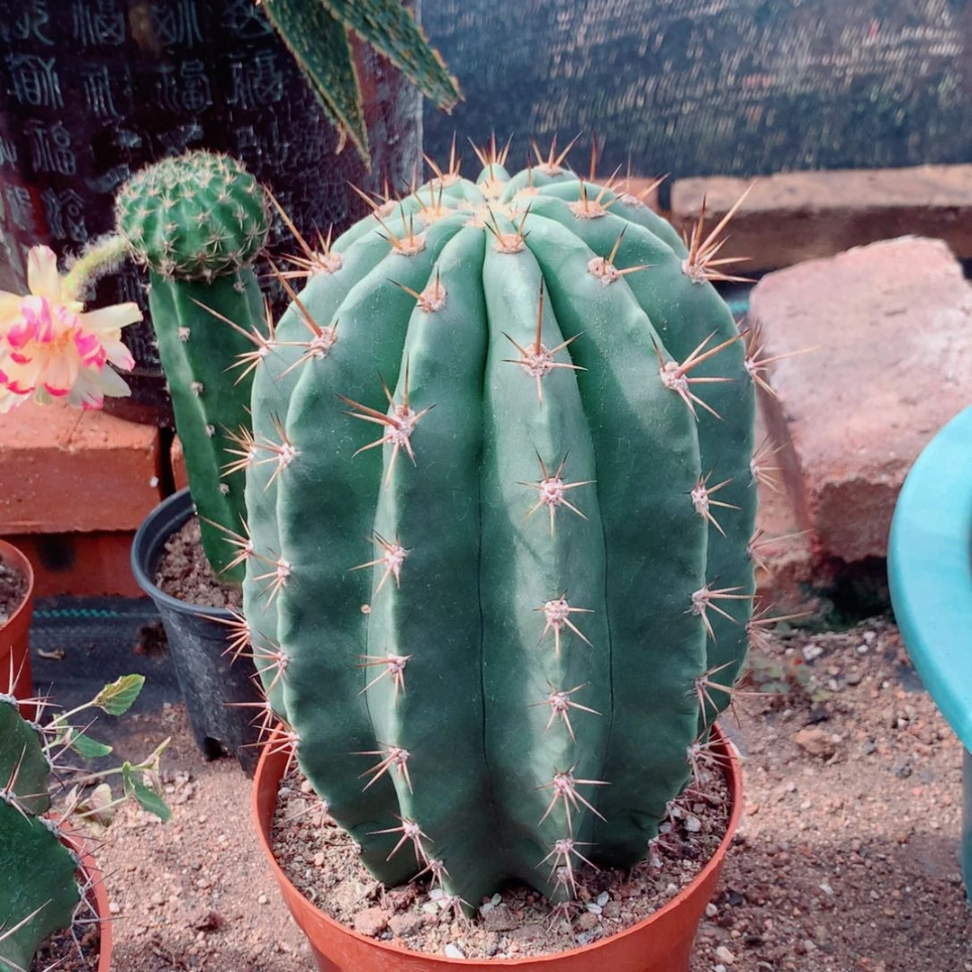 无花朵无花朵栽种后可开花