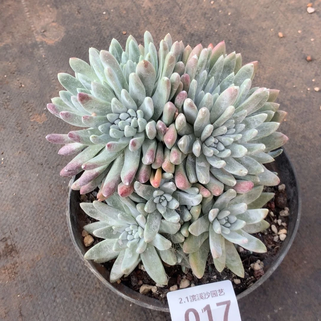 白姆，2月8日发货多肉