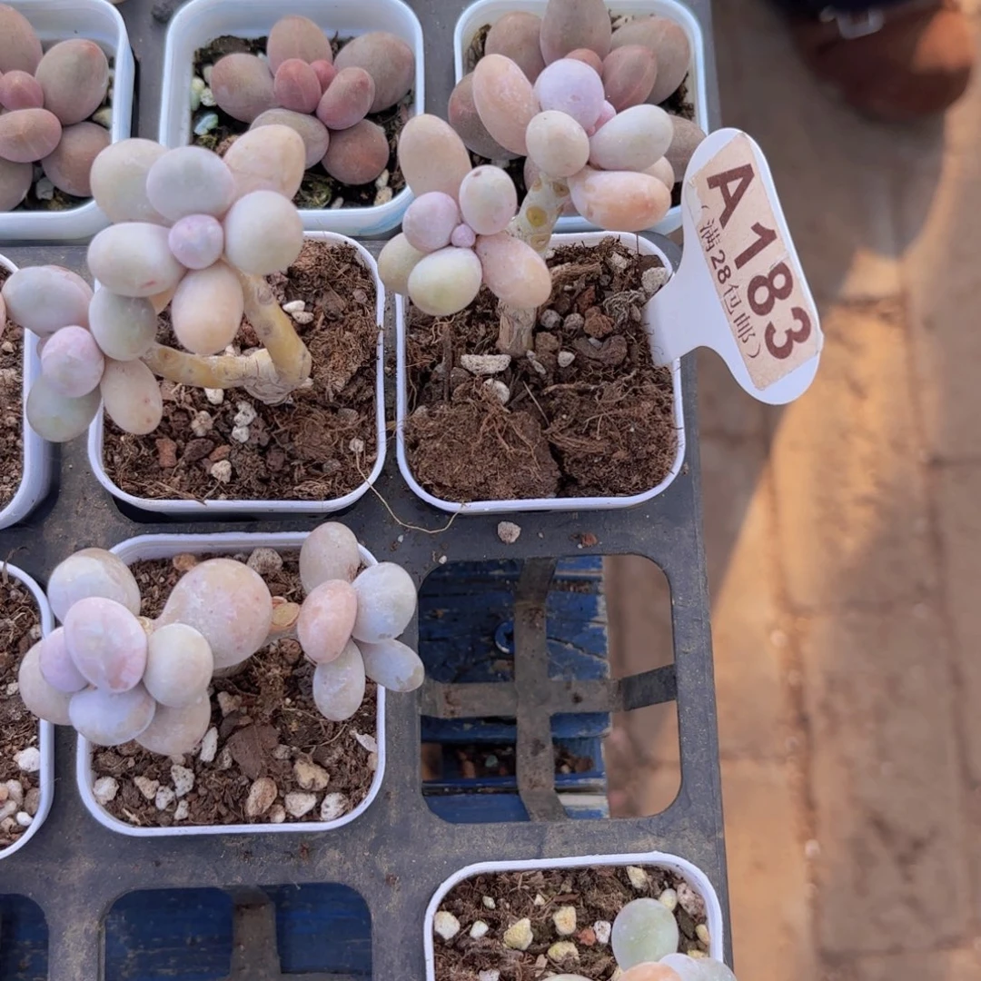 A183水光针一物一拍