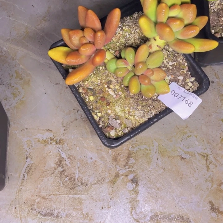 寳***钰多肉一物一拍7168