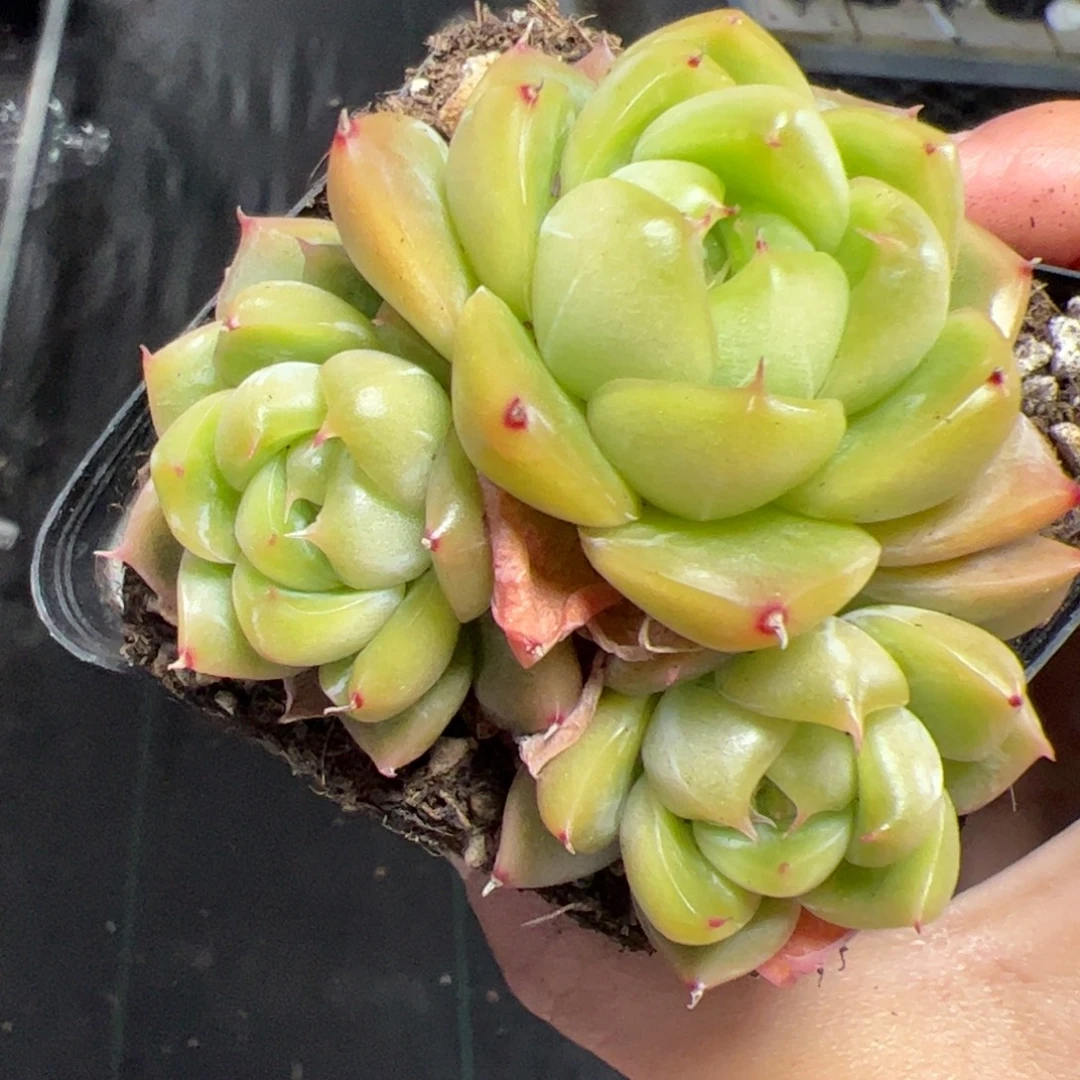 604 多肉植物组合盆栽