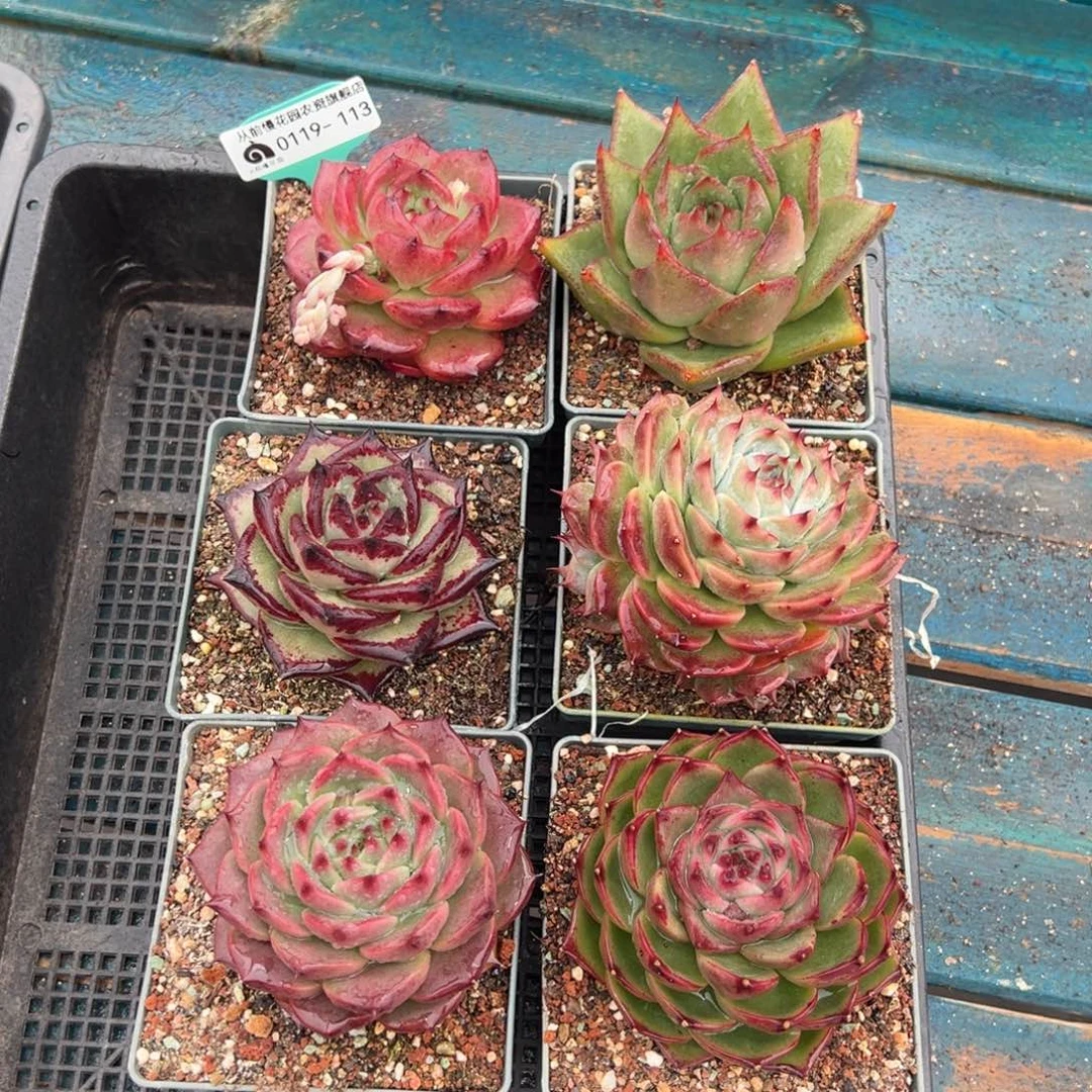 从前慢多肉精选编号0119.113