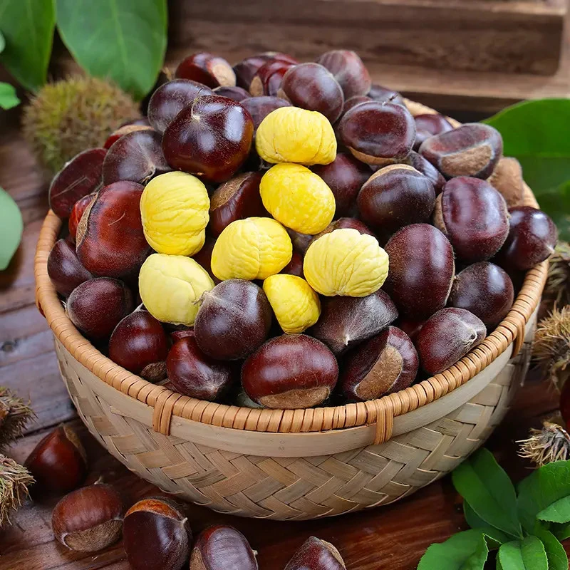 高山老品种板栗（中大果）粉糯香甜云南老品种板栗子