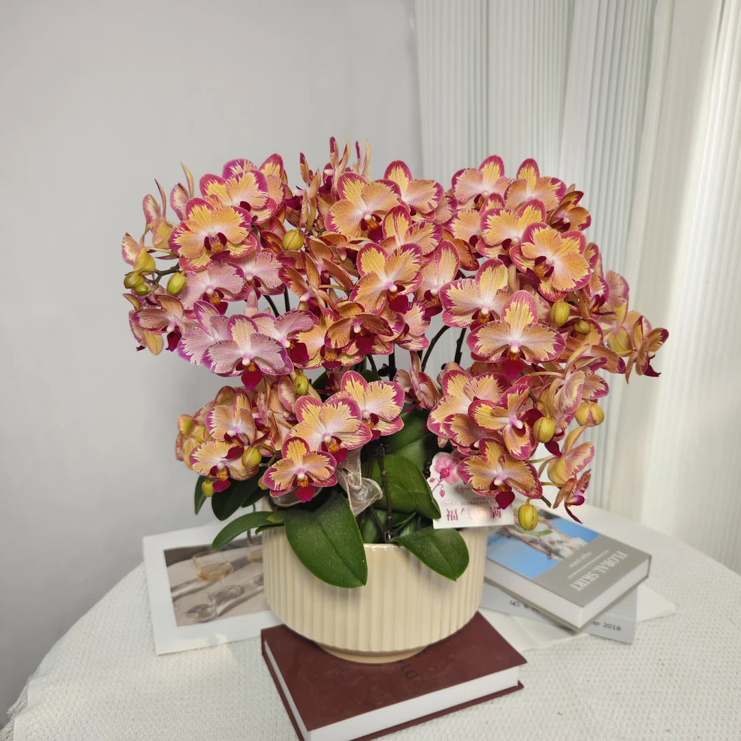 《风火轮》礼品蝴蝶兰精致组盆带花带花苞
