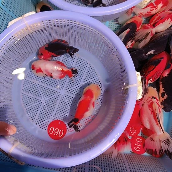 金鱼090兰寿三只特价顺丰包邮