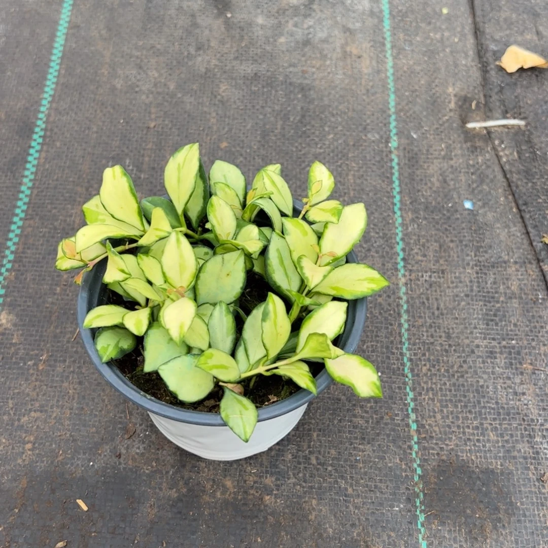 洛***珂无花朵休內球兰品种