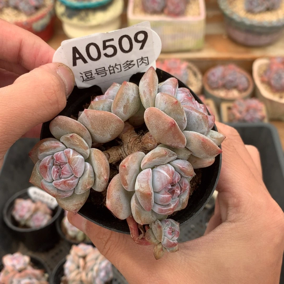 A0509 特价突尼斯 有砍 8cm