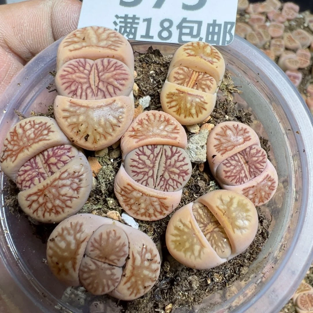 【闪购商品】 375。