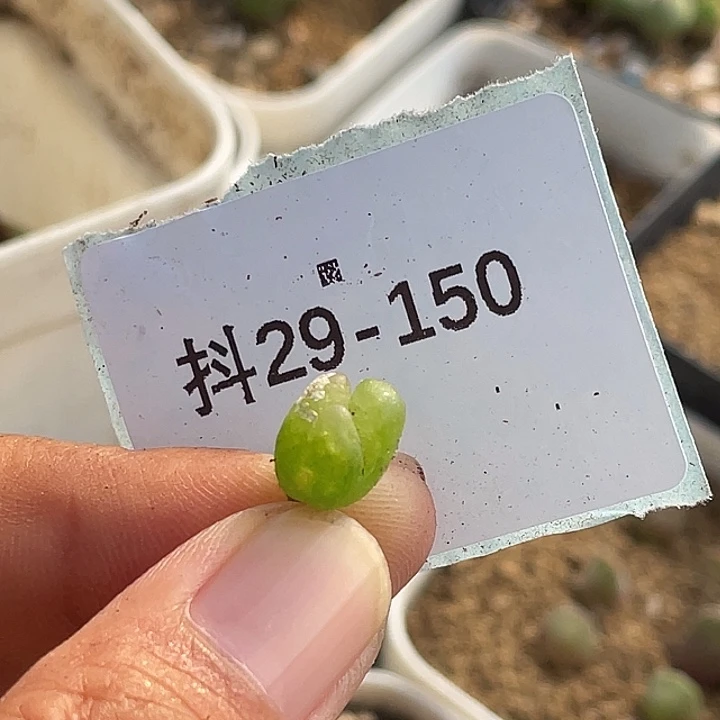 林***琦29-150肉锥多肉植物