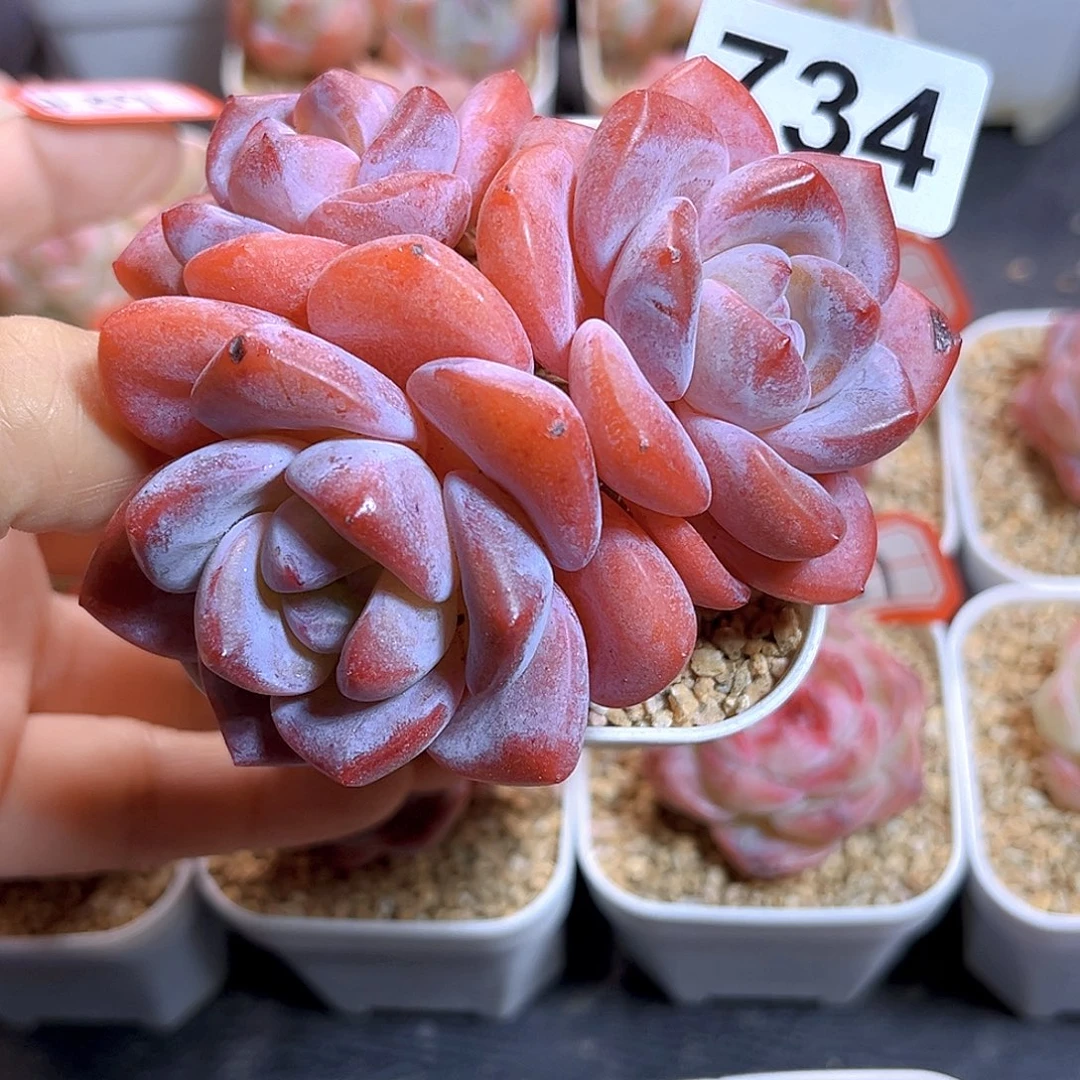 小***丫734  新品珍妮满18包邮