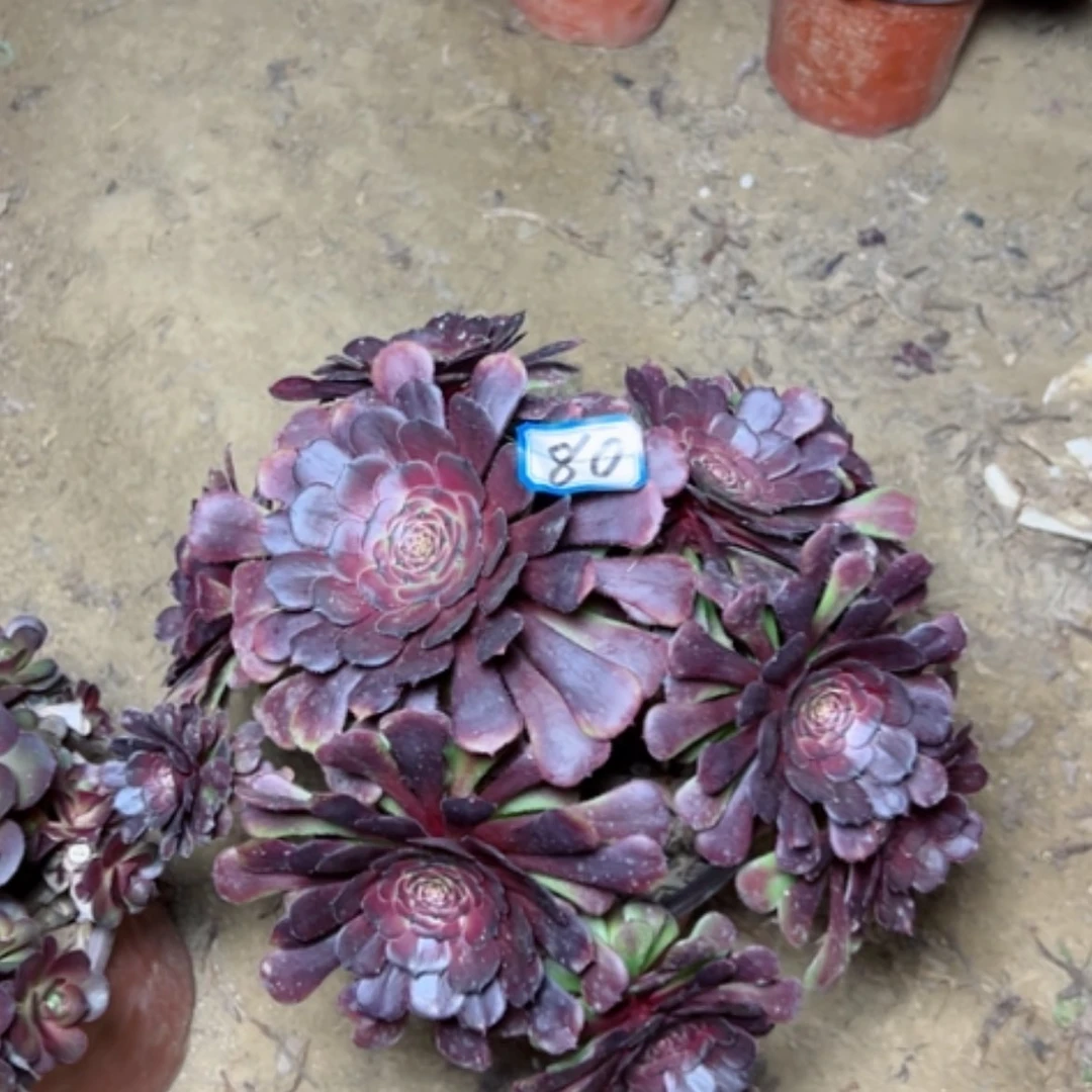 【闪购商品】多肉植物萝莉80