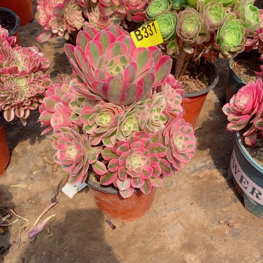 粉女巫多肉法师331