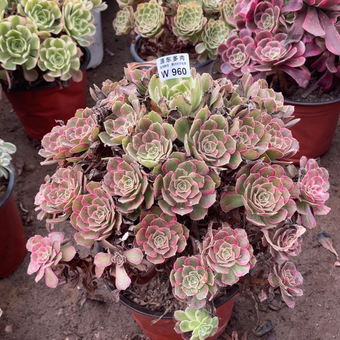 960安娜多肉法师断枝不包