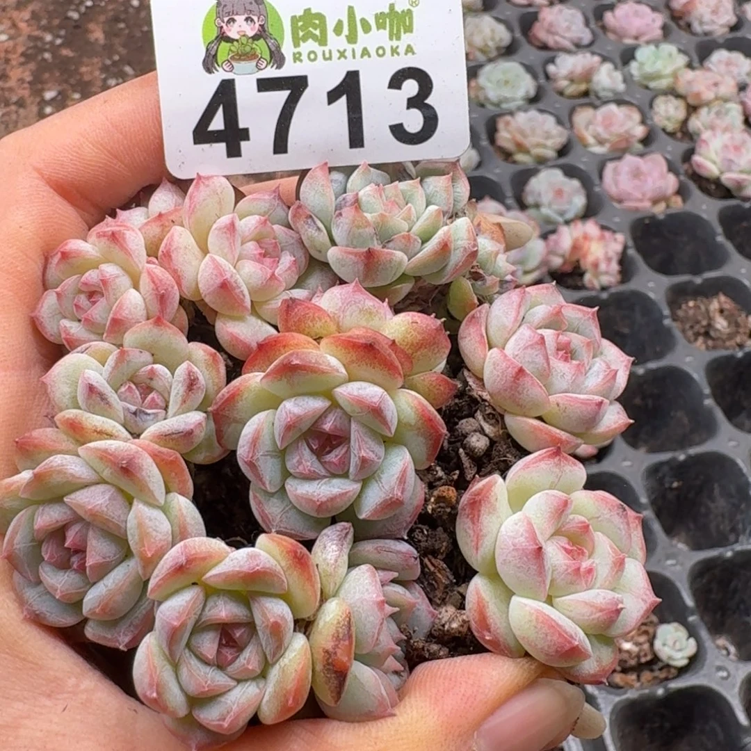 多肉植物多肉植物