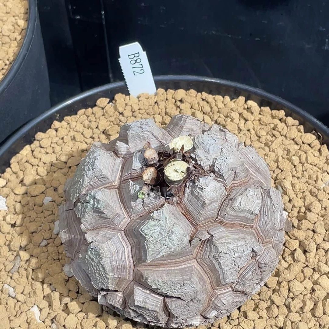 872精品龟甲龙10.6