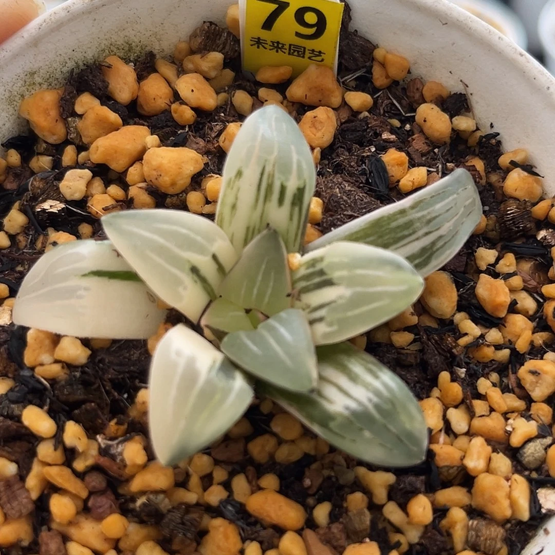 79白寡妇寿锦福利福利