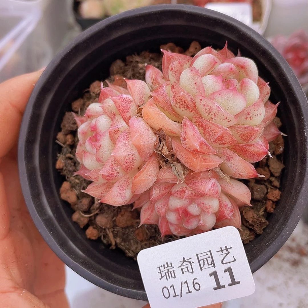 0000000000000000011量拍