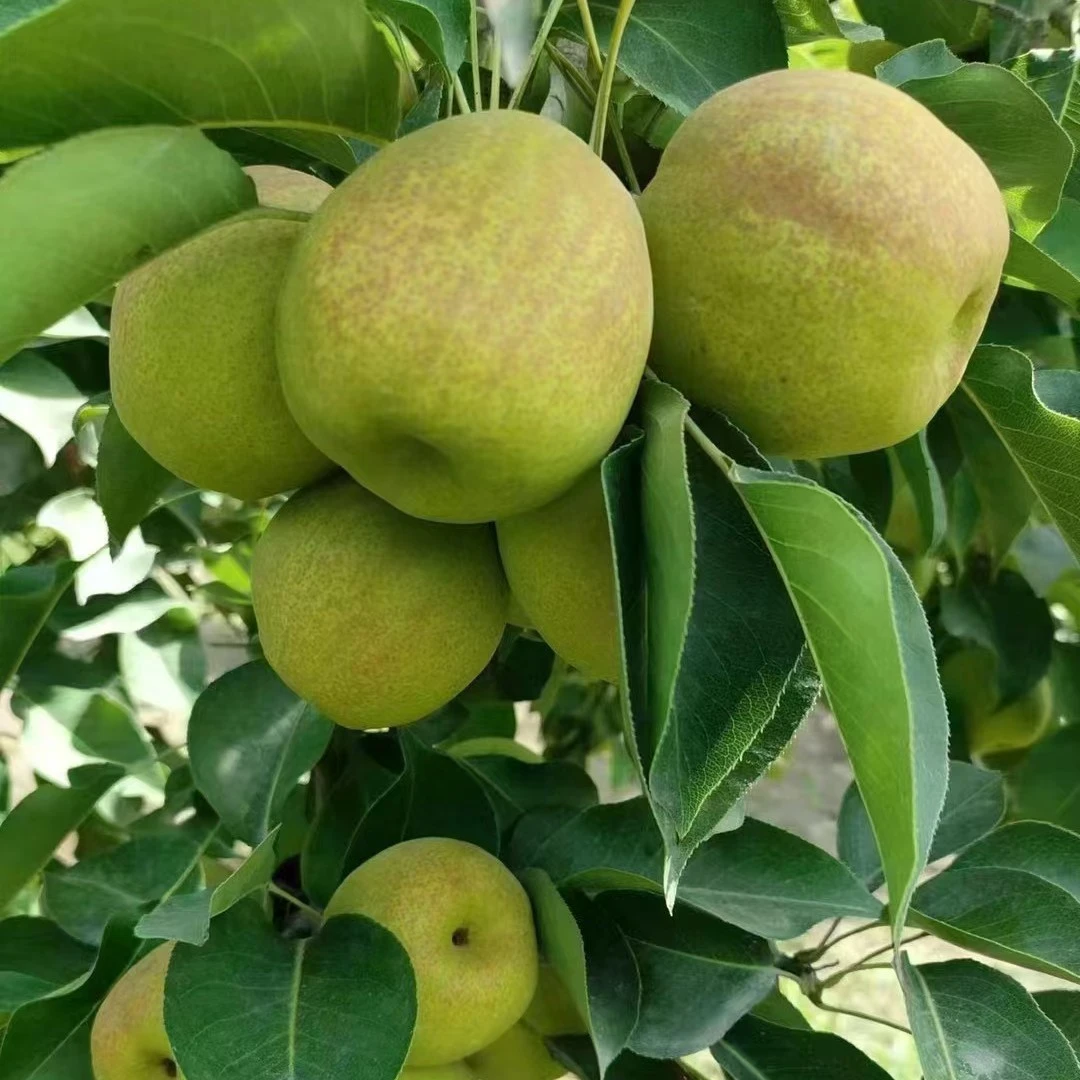 新疆阿拉尔香梨雪梨全母梨梨子单果120克以上9斤包邮中国