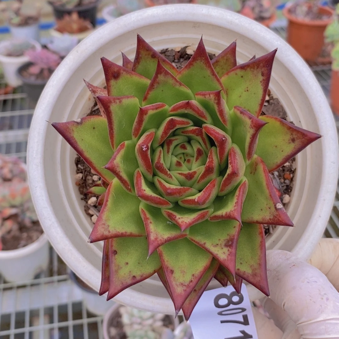 8071口红老桩一物一拍