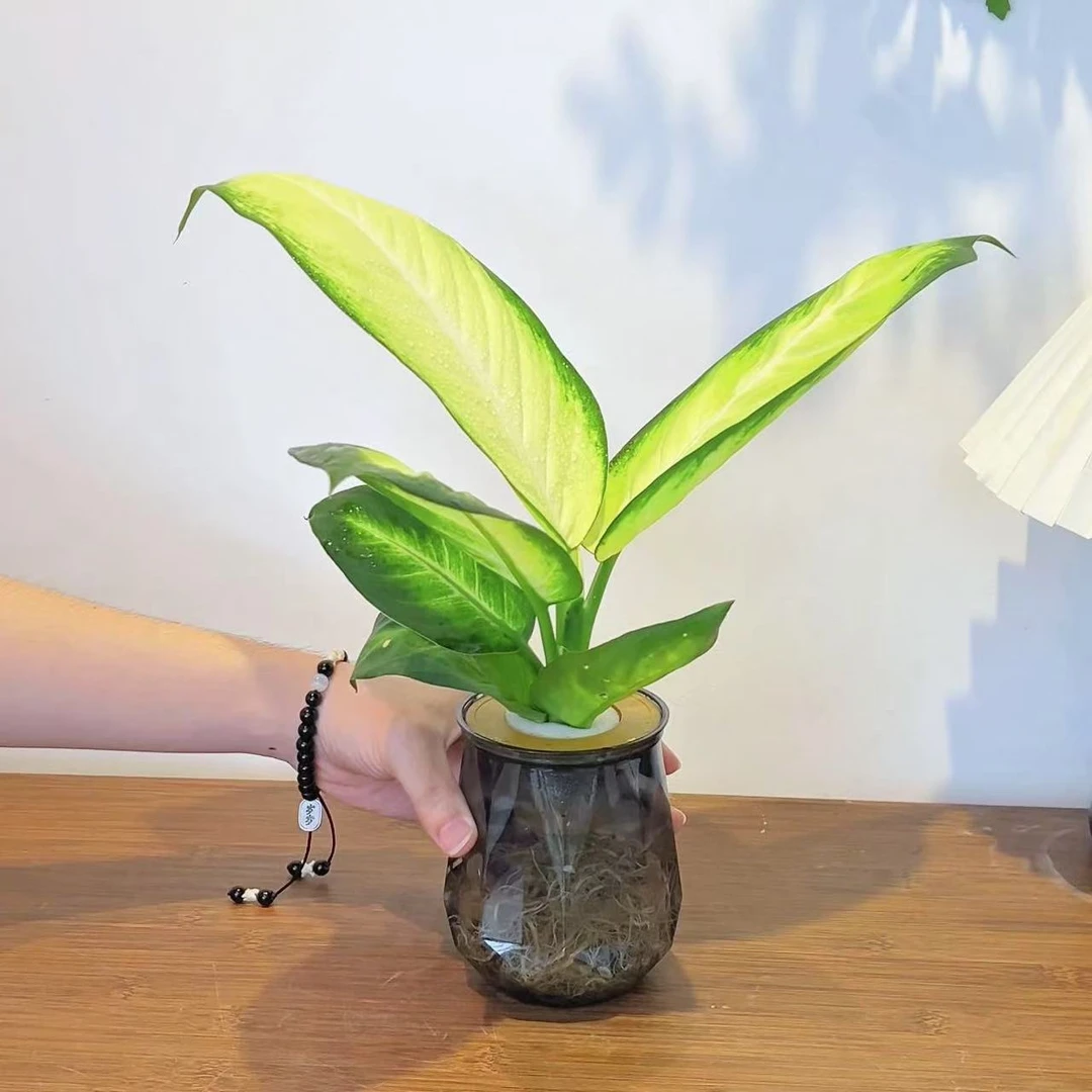 玛丽安水培万年青粉黛盆栽桌面好养办公室绿植发财