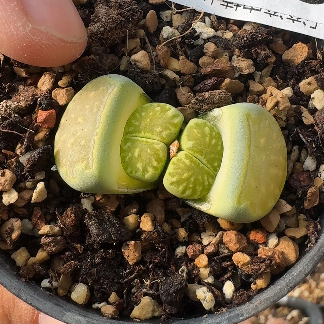 A785绿菊母本多肉