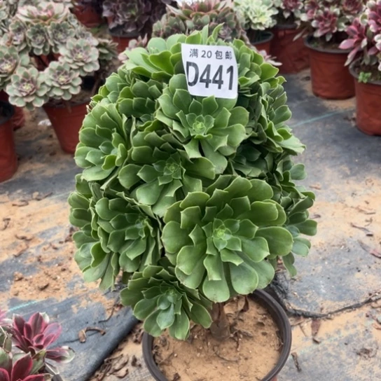 441绿羊绒不包断枝