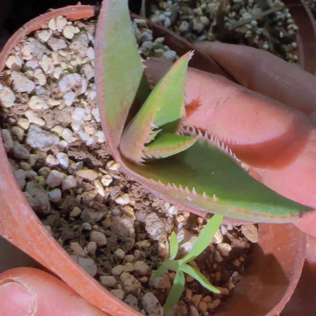 G块根植物块根植物