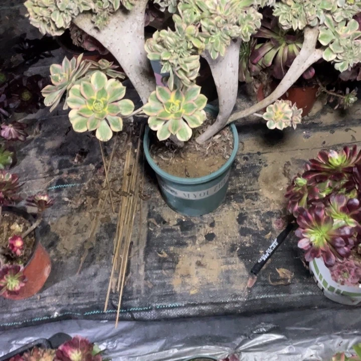 48灿烂缀多肉植物多肉多肉