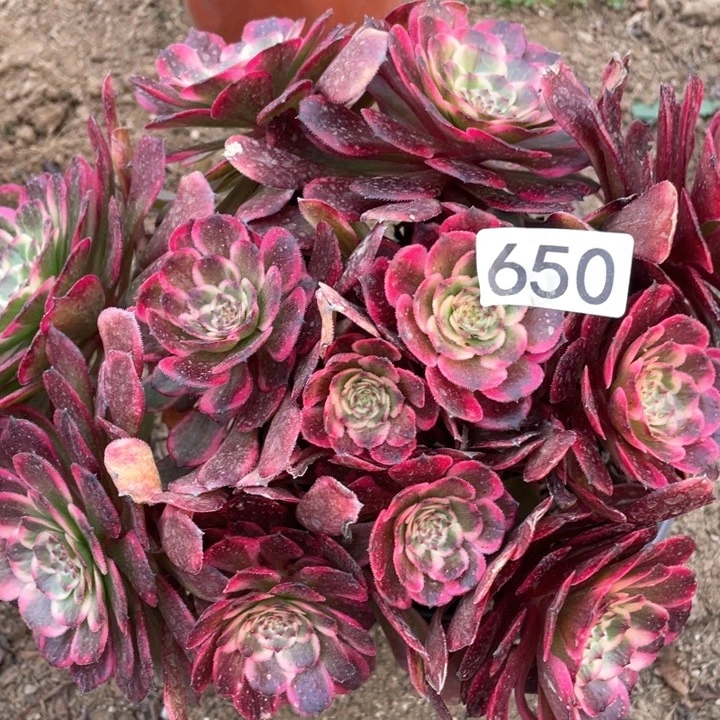 650多肉黑金刚植物