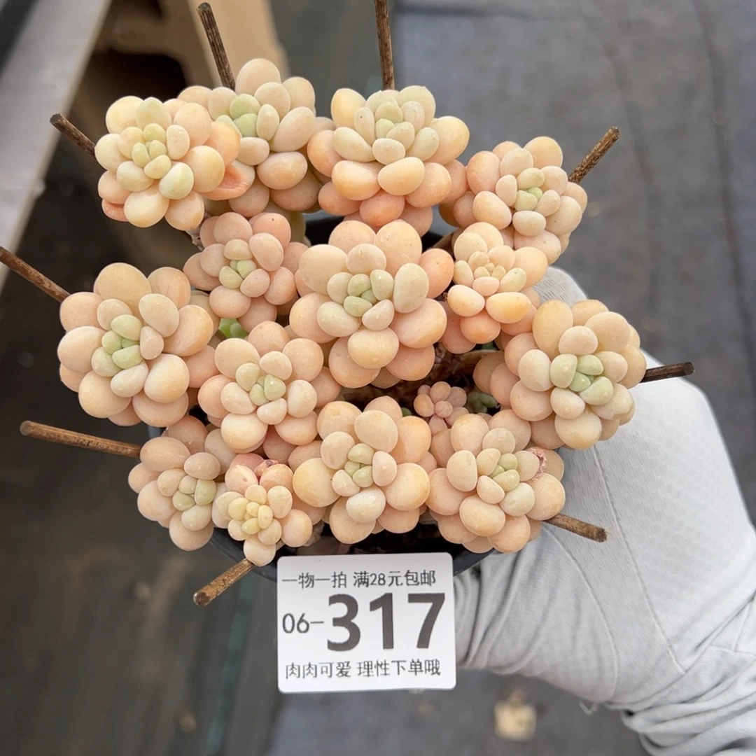 木*沫洛可可多肉多肉多肉多肉