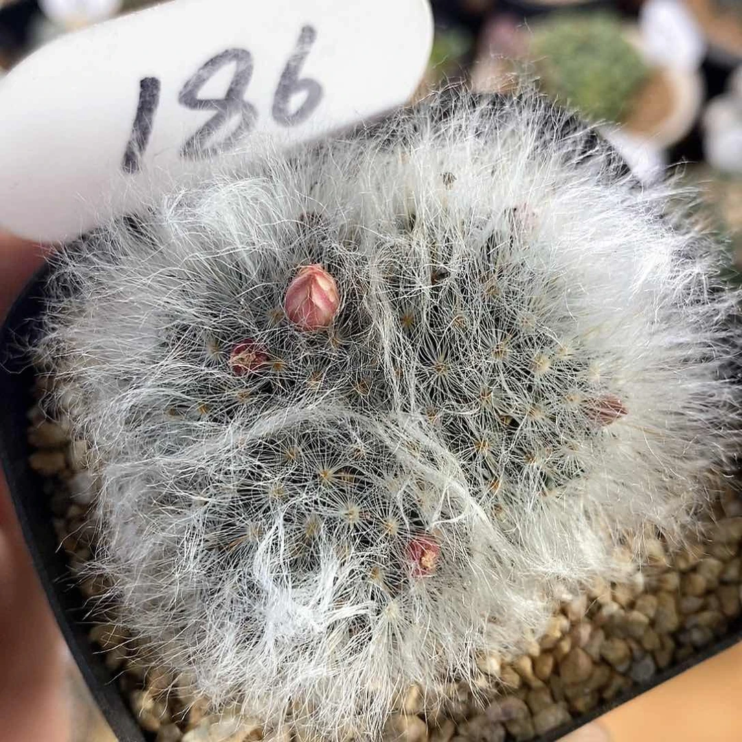 群生白云高莎186号     5cm