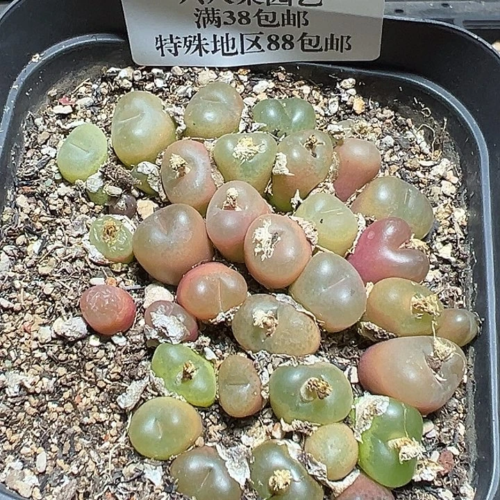 798号特价毛汗尼一盆