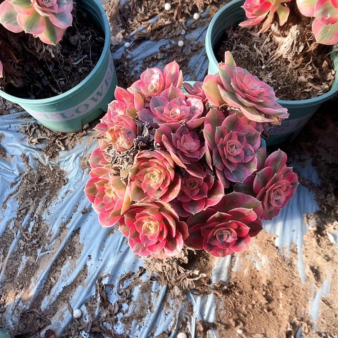 芳****012荔枝啊阿啊阿啊阿啊阿