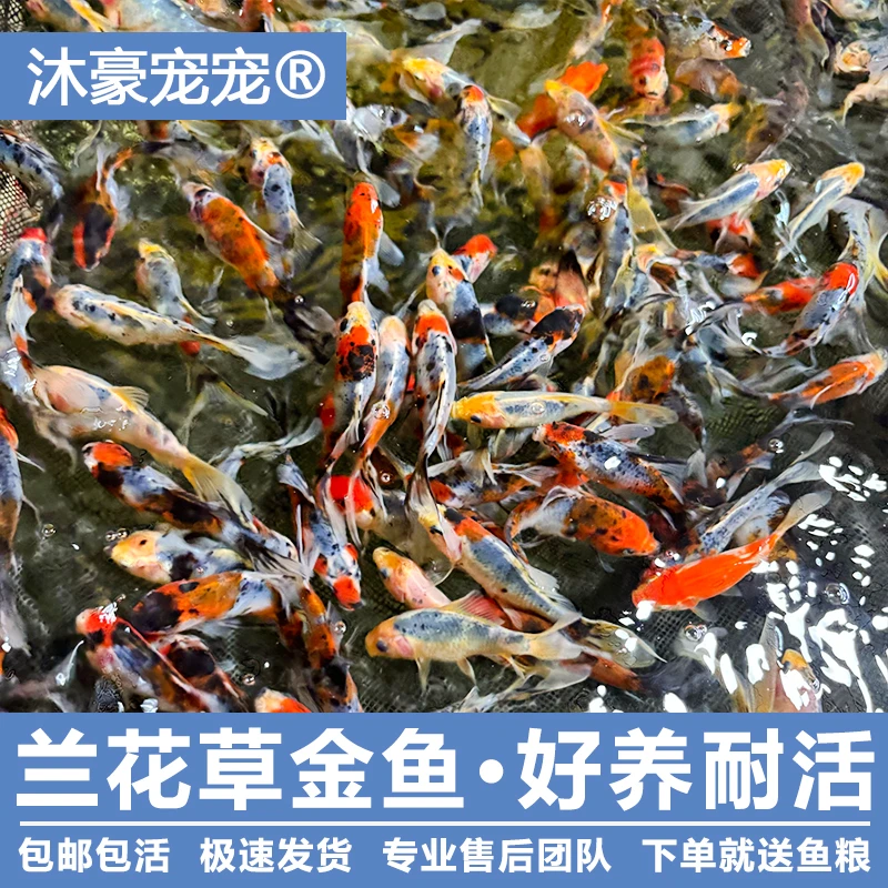 沐豪宠宠兰花草五花淡水鱼观赏鱼冷水养耐活好金鱼长尾花色懒人