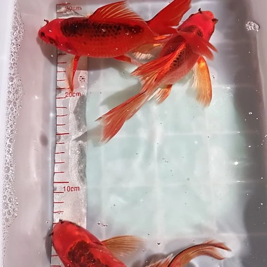 中国大陆冷水观赏鱼蝴蝶鲤