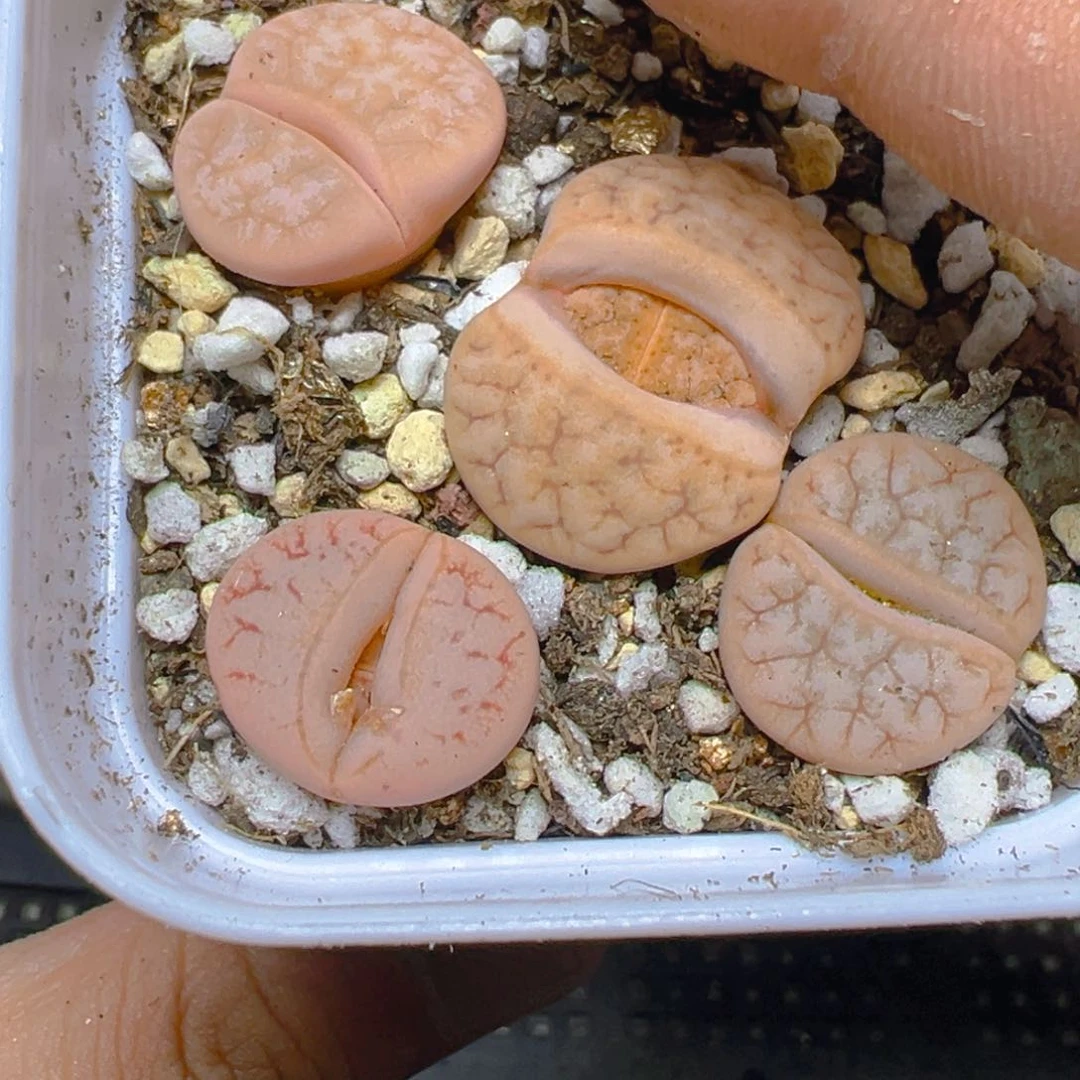 【闪购商品】 539。