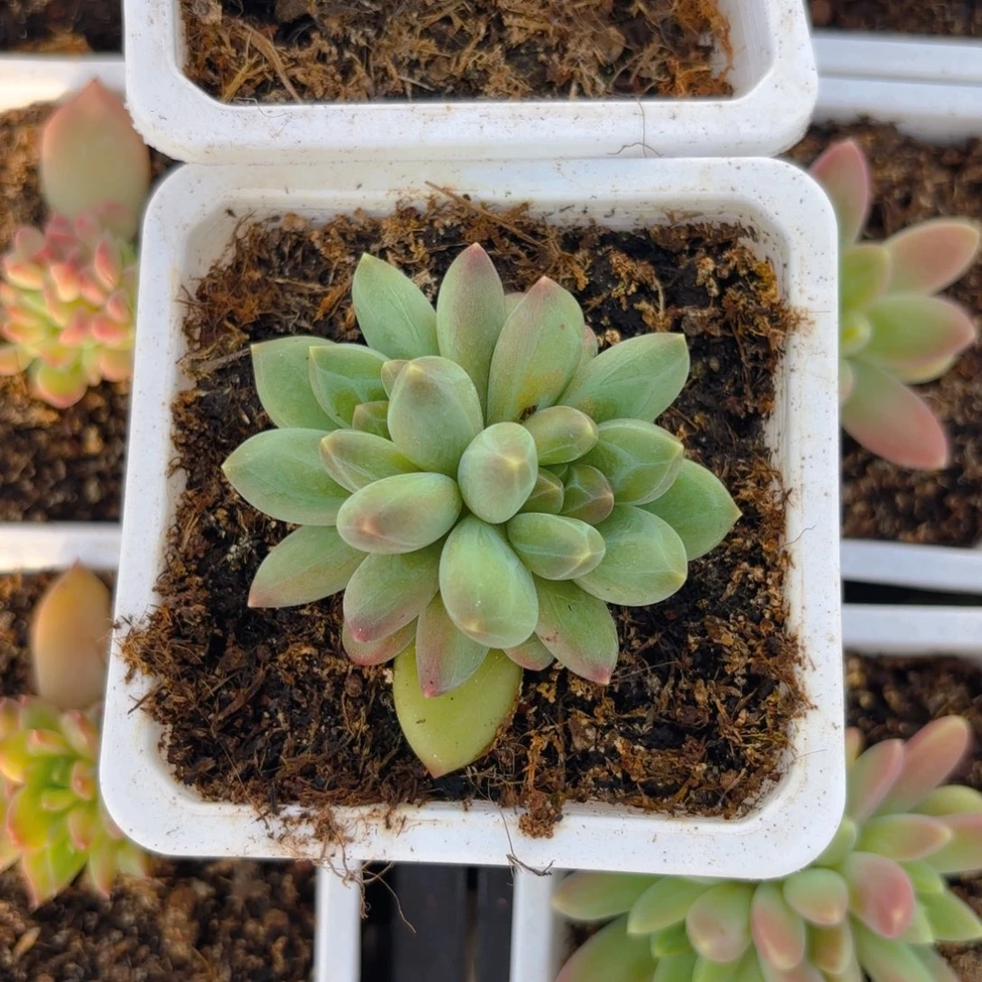 普雷瑟本一物一拍