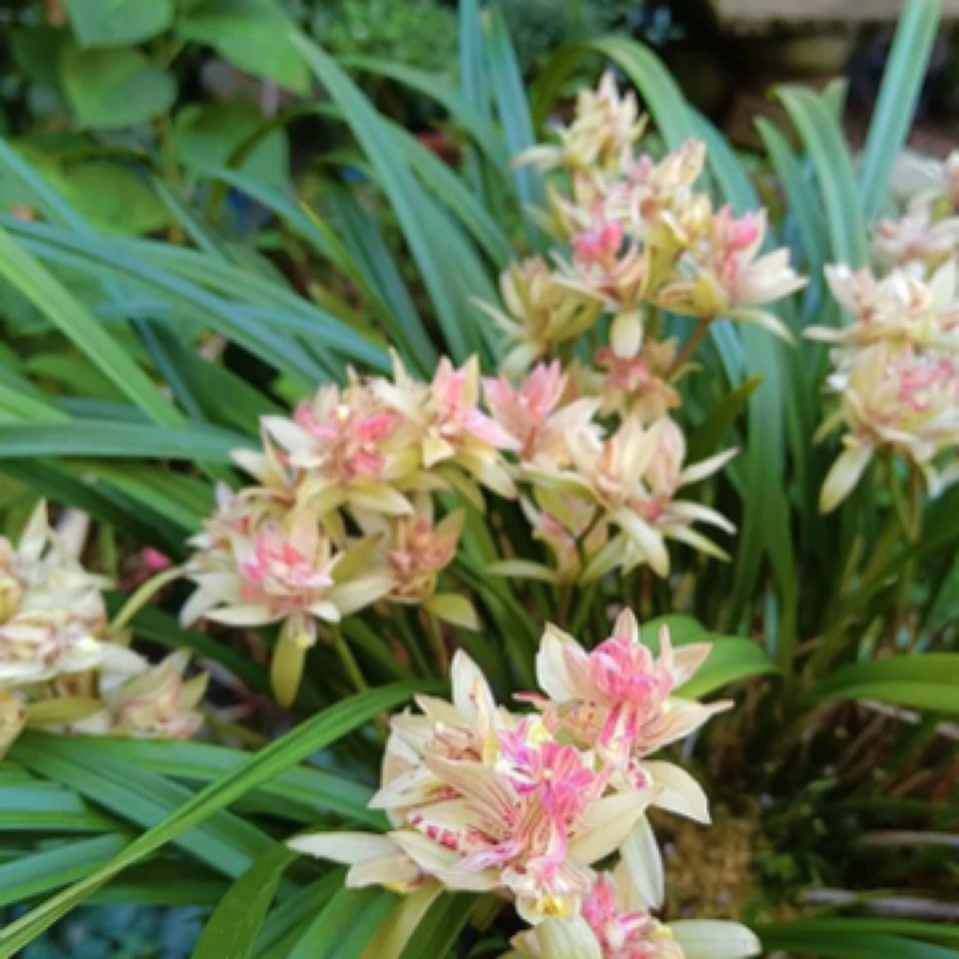 建兰富山奇蝶裸根发货，花幽香，花期6月到11月